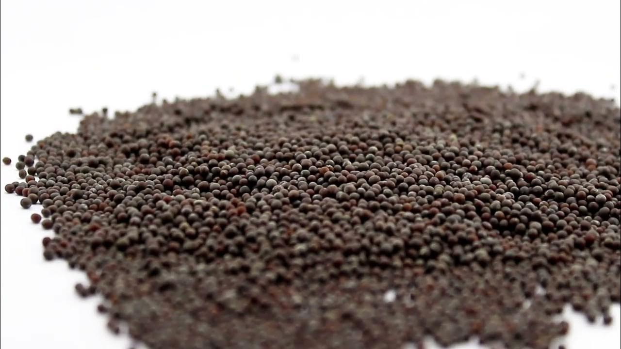 കടുക് Mustard DICTIONARY YouTube