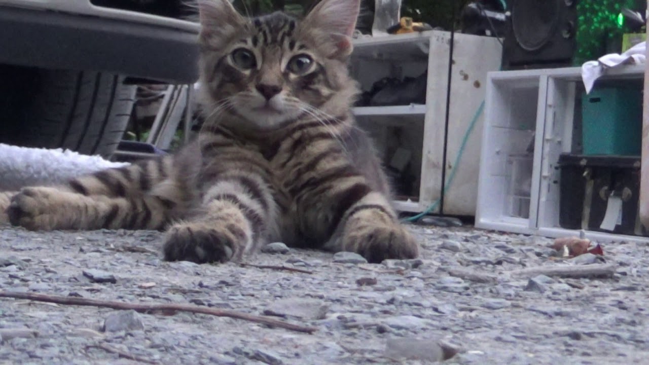 cat arms 