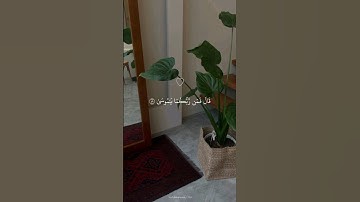 سُبحان من جعل في صوته الراحه😔🌱|شريف مصطفى سورة طه | قال فمن ربكما يا موسی.