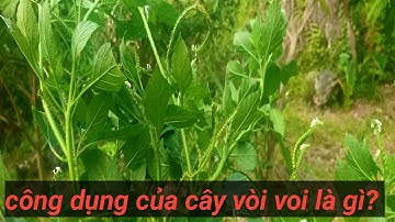 Vòi voi cây thuốc nhiều tác dụng không phải ai cũng biết ||Cây thuốc vùng cao