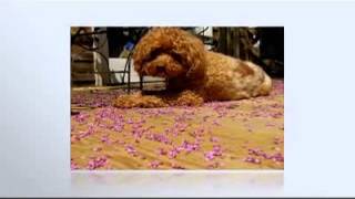 dogs 101 - poodle by Sir Gregoryson 203 views 8 years ago 4 minutes, 14 seconds