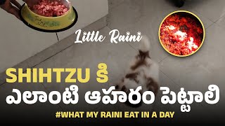what type of food should be give to shihtzu || what my raini eat in a day #shihtzupuppies #ytshorts