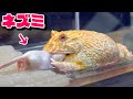 何でも食べちゃうカエルにネズミを与えてみると…