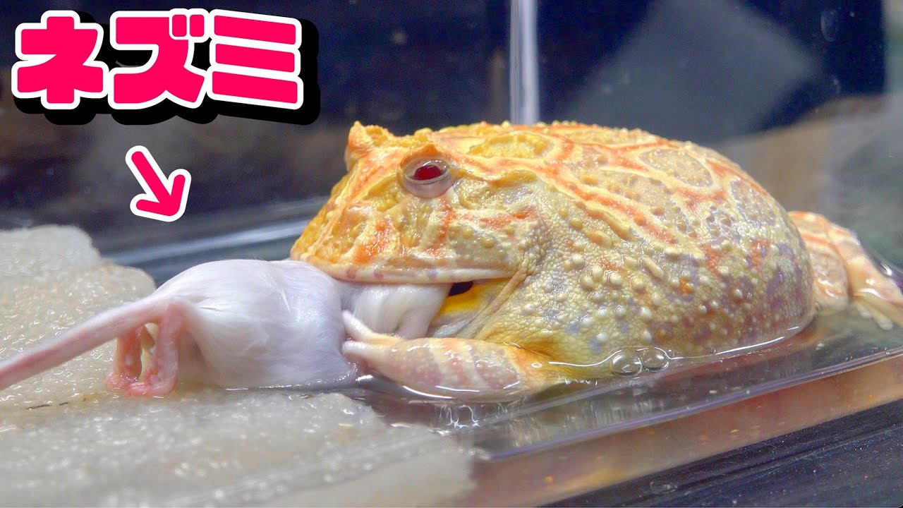 What happens when you give a mouse to a frog that eats everything