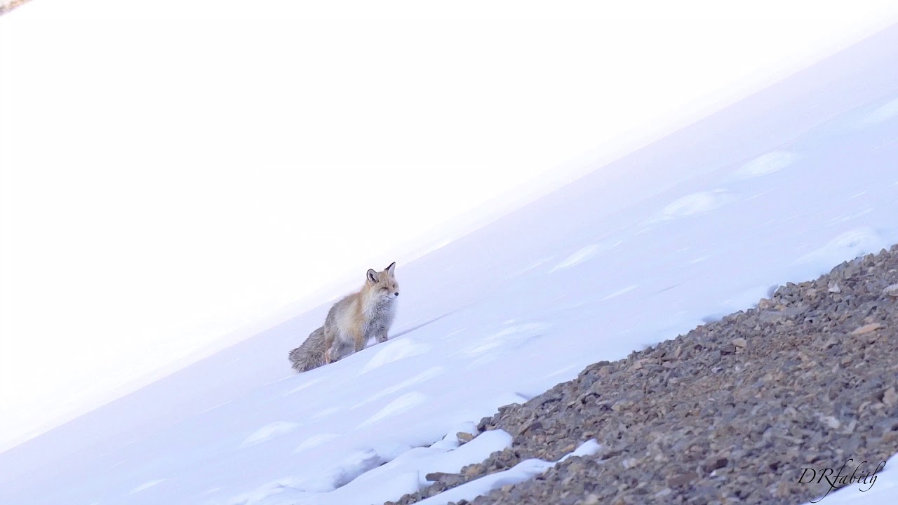 Himalayan Red Fox