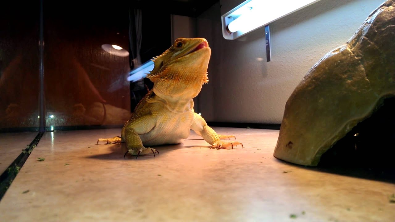 What is the citrus tiger bearded dragon?