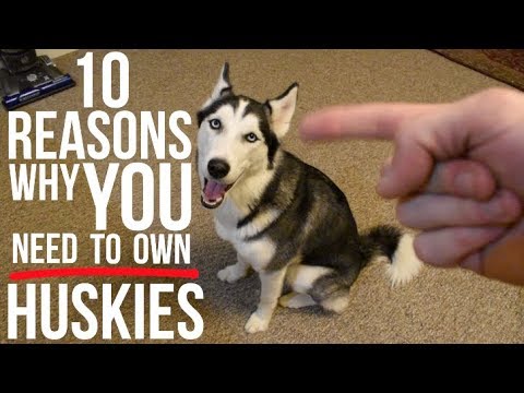 Video: Cele mai bune motive pentru a obține un Husky siberian