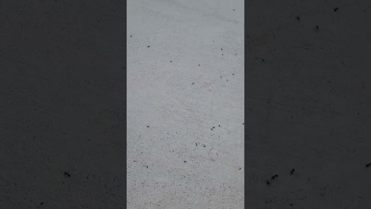 flying ants in my back yard June 30 2022