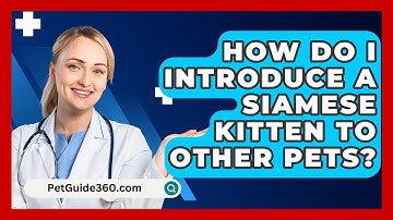 How Do I Introduce A Siamese Kitten To Other Pets? - PetGuide360.com