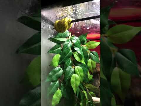 Aru green tree python first video