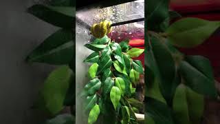 Aru green tree python first video Wealth