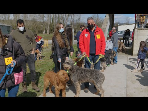 Éxito de participación y de público en la Feria de Perros de Caza de Camponaraya