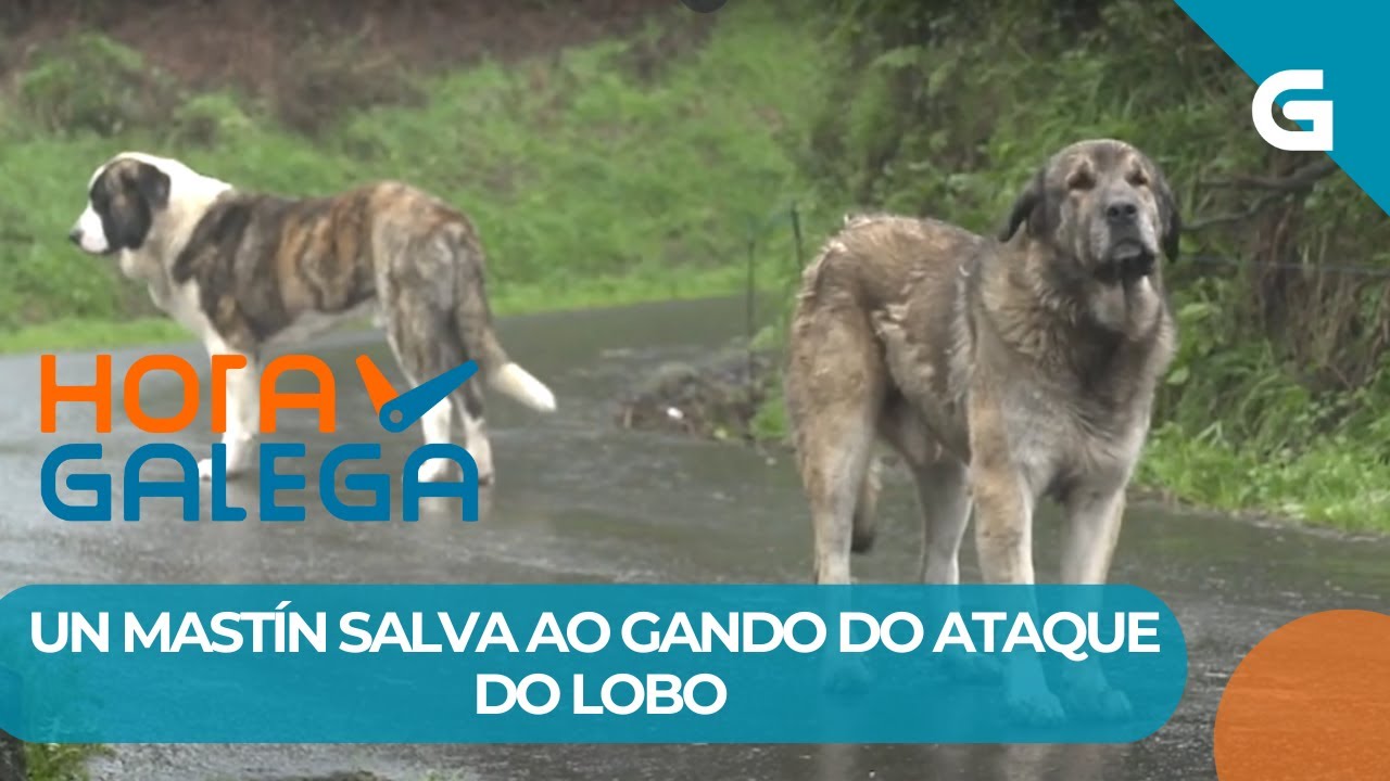 🐺 Rex, o TERROR dos LOBOS