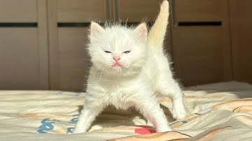 CUTE Kittens Turn Into Little Comedians 😲😂 Funny Baby Animals Videos