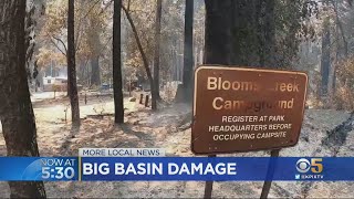 CZU Complex Fire: 'Long, Long Process' To Restore Big Basin Redwoods State Park
