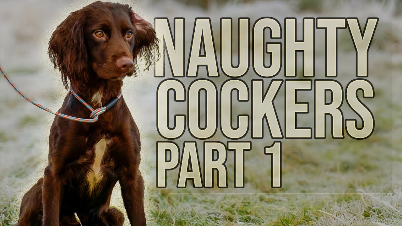 Как дрессировать кокер-спаниеля