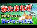 【赤たまねぎ】植付けが間に合わない‼苗を大きくする方法！