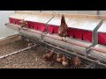 HenGear Rollout Nest Box - No more cracked eggs or dirty eggs - Pasture chickens - HenGear.com