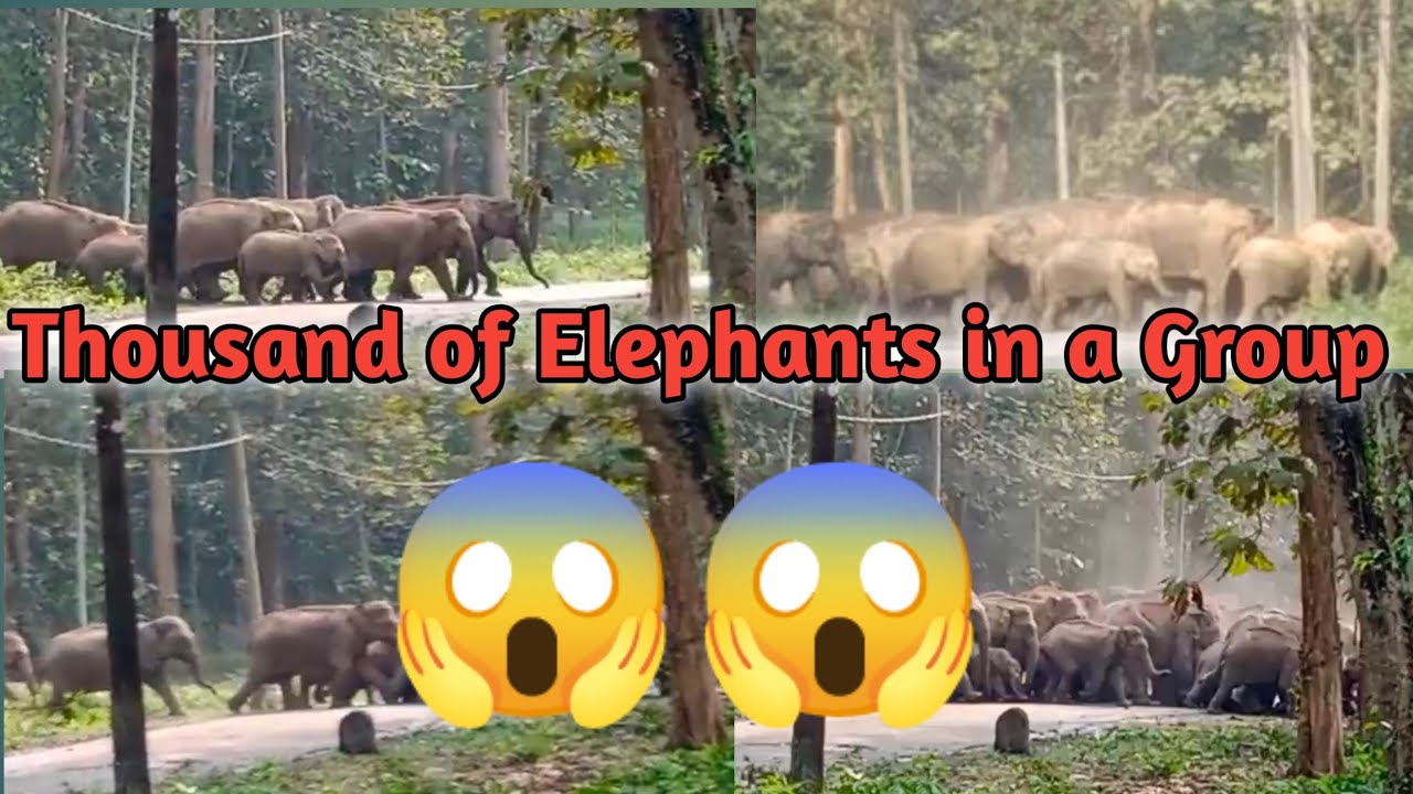 thousand of elephants on ROAD// DIHING PATKAI NATIONAL PARK//DIGBOI