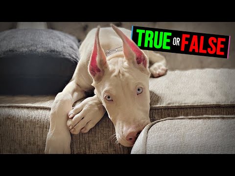 فيديو: عام الكلب الواحد لا يساوي سبع سنوات بشرية