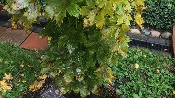Maple tree in the rain