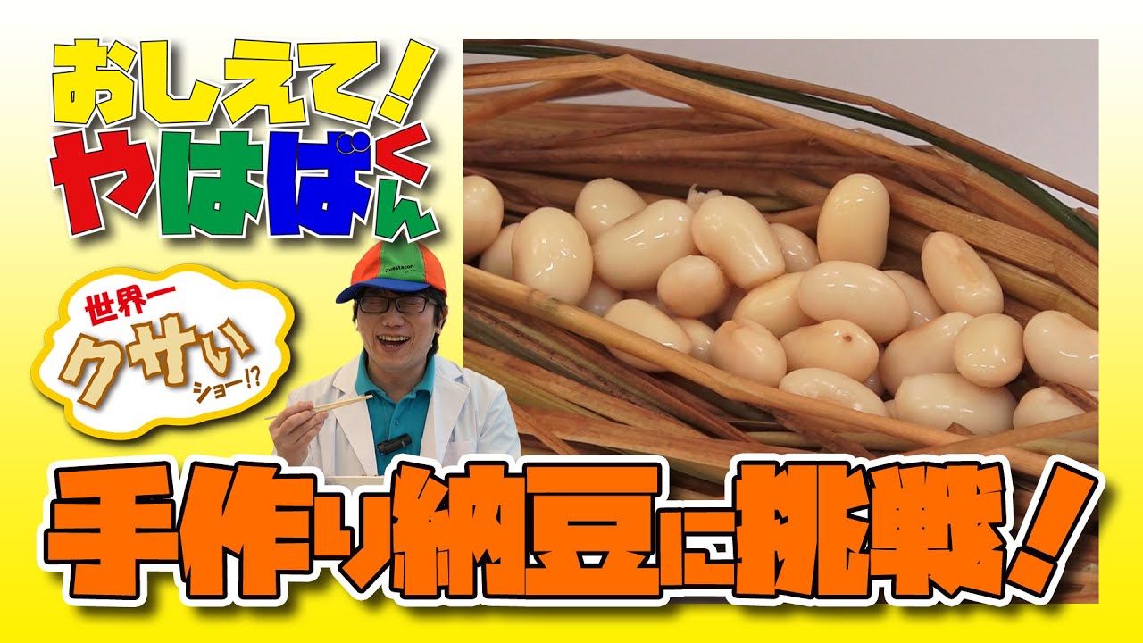 おしえて！やはばくん「手作り納豆に挑戦！」