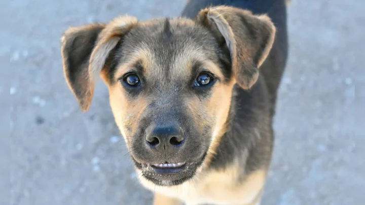 ROXANNE en ADOPCION. 18.03.19