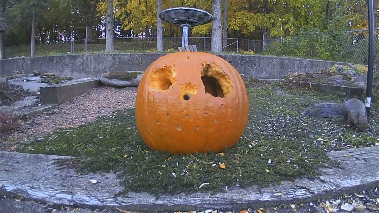Pumpkin Carving Squirrels make a beautiful jackolantern 4 Day Time