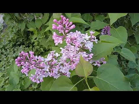 СИРЕНЬ ПОЛЕЗНЫЕ СВОЙСТВА - YouTube