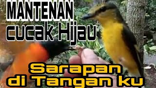 Cucak Hijau Mantenan dan Burung Lain Sarapan di Tanganku || ELL-Channel