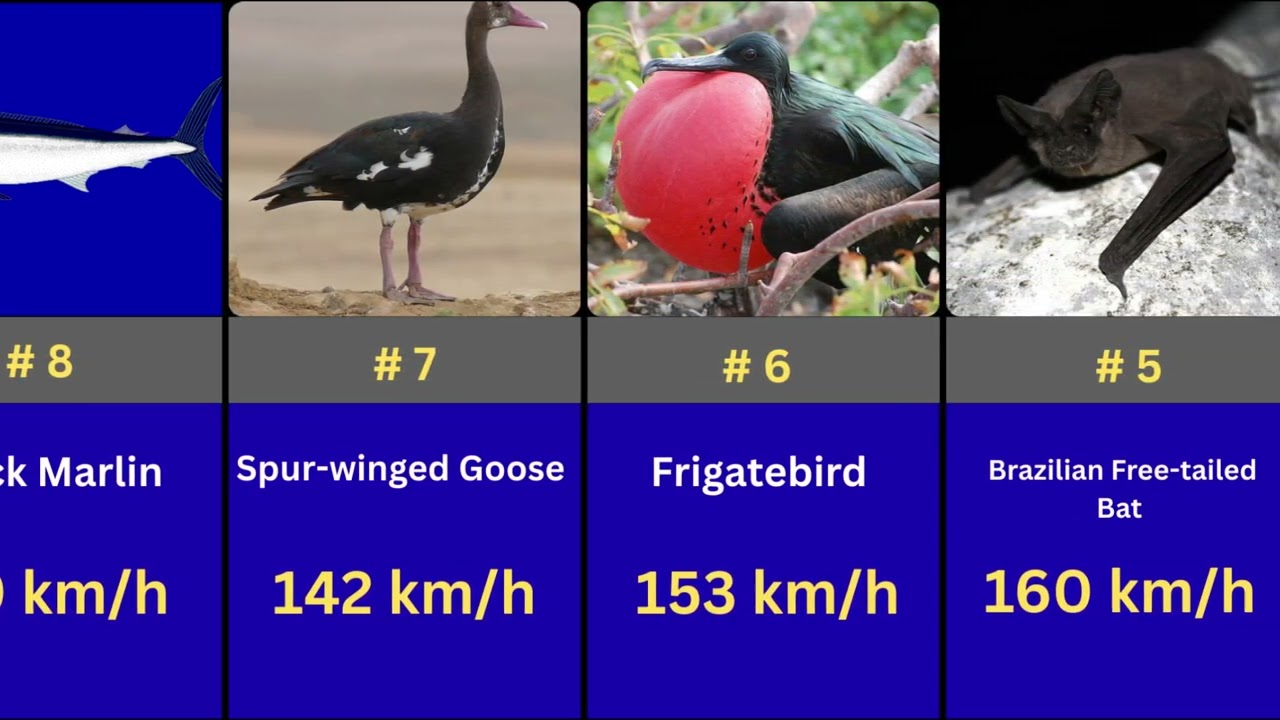 🏁 TOP 30 FASTEST ANIMALS