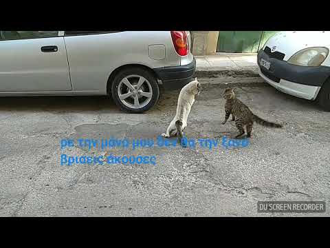 Βίντεο: Μετάδοση νόσων μεταξύ άγριων και κατοικίδιων γατών