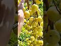 Eat Amla Daily &amp; See the Magic 😱 | Amla Benefits #shorts#plants #farming