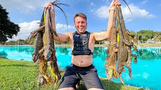 Hunting Monster Invasive Iguanas! {EXOTIC CATCH CLEAN COOK}