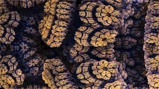 Mandelbulb Morph