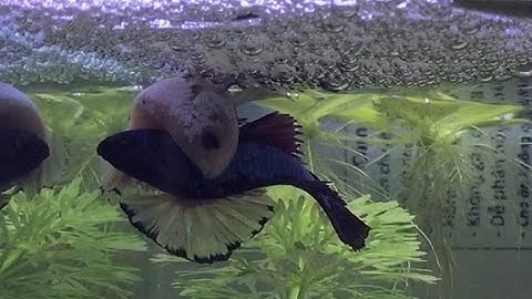 Hướng dẫn ghép đôi sinh sản và lai tạo cá Betta cực dễ tại nhà từ A đến Z