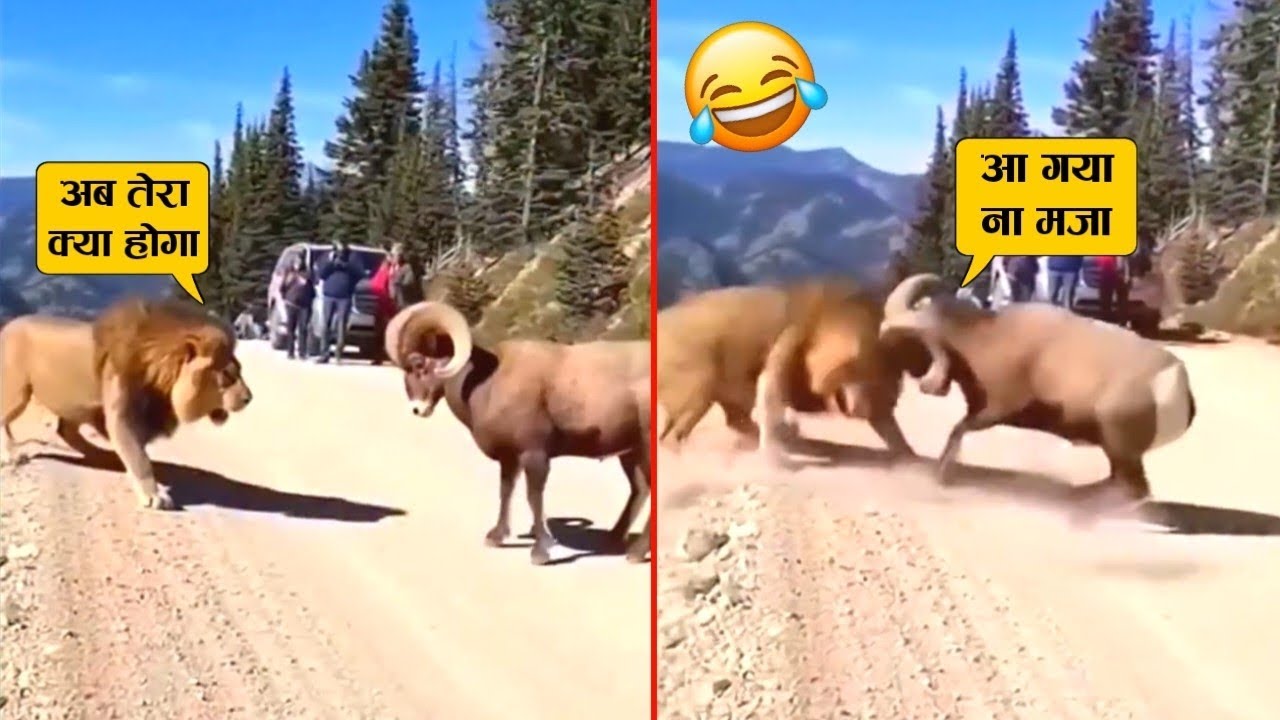 भेड़ ने शेर के सिर में ऐसी टक्कर मारी की वहीं ढेर हो गया 😂🤣ll When animal messed with wrong opponent
