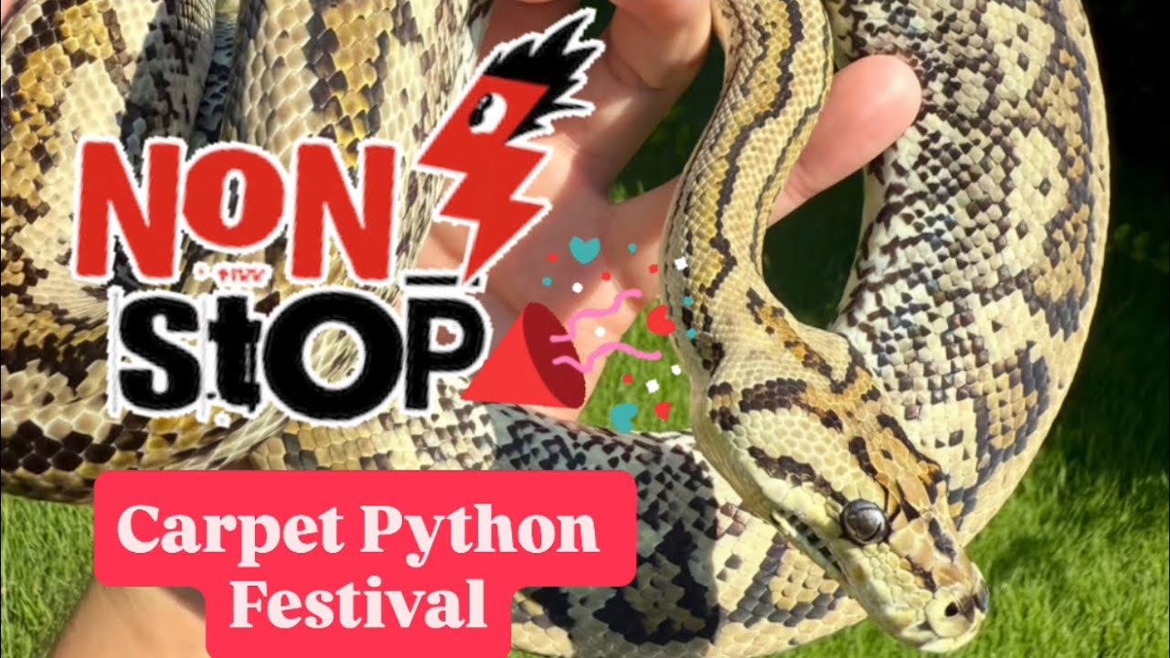 Defensive Carpet Python All of Our Carpet Pythons in 1 Video‼️‼️‼️ - YouTube