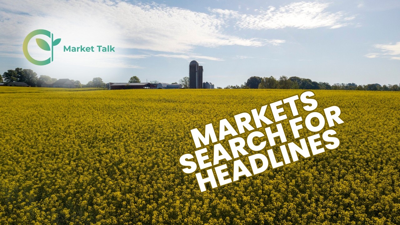 Spring Wheat and Canola Find Support as Markets Search for News