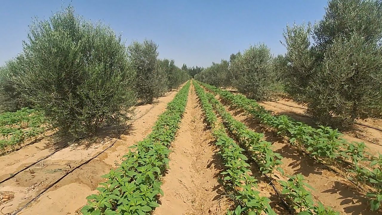 مزرعة محترمة 6 فدان في وادي النطرون طريق مصر اسكندرية الصحراوي