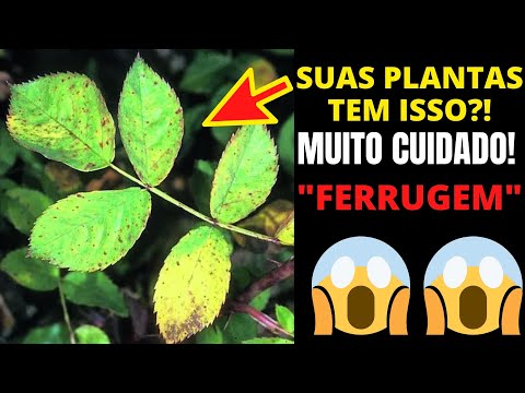 Vídeo: Tratando a ferrugem da íris - Como gerenciar a ferrugem nas folhas da íris