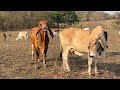 Toro indubrasil mira como recibio  la vaca en celo 
