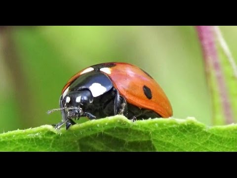 Video: Rozdíly mezi Lady Beetles: Identifikace asijských Lady Beetles