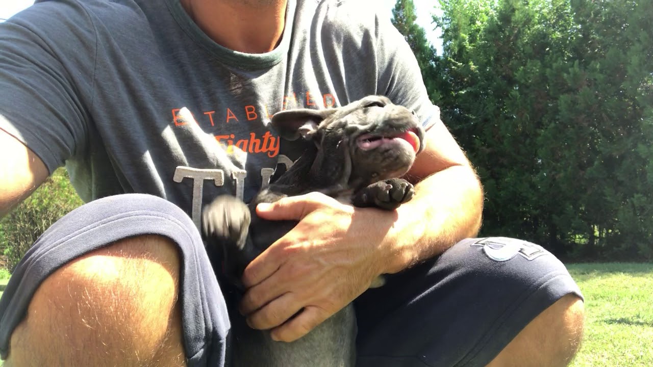 TomKingsKennel Raymond 6 camera iphone 8 plus apk