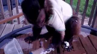 Baby Monkey Zoey Loves Ice cream by Amy Keyes 103,400 views 10 years ago 1 minute, 11 seconds