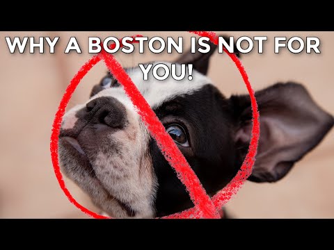 Video: Boston Terrier: Mô Tả Giống, đánh Giá Của Chủ Sở Hữu