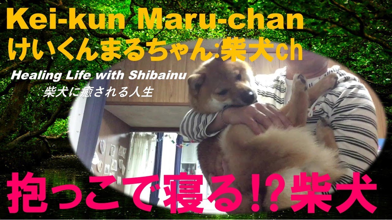 パパ抱っこで寝る 柴犬 Youtube