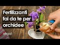 Fertilizzante per orchidee: 3 preparazioni casalinghe per far fiorire la tua orchidea