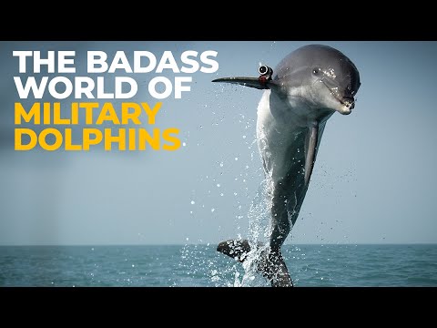 Video: Dolphins In Military Service - Alternative View