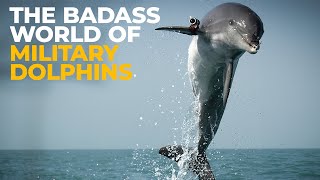 How Dolphins Protect the U.S. Navy